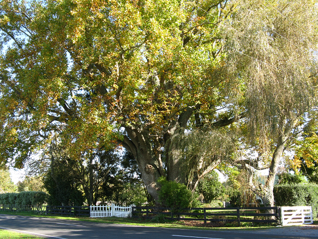 Tulip tree- Cambridge Tree Trust